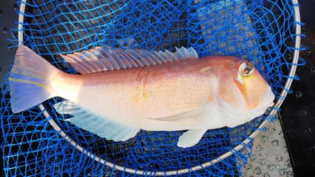 第二龍勢丸 釣果