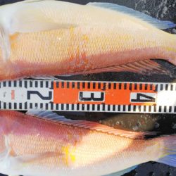 第二龍勢丸 釣果