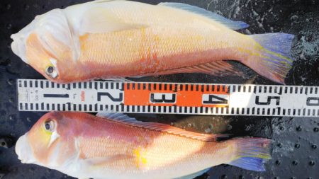 第二龍勢丸 釣果