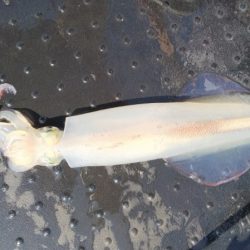 第二龍勢丸 釣果