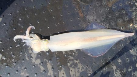 第二龍勢丸 釣果