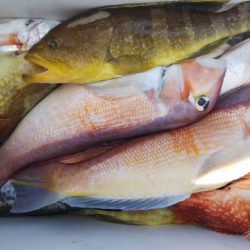 第二龍勢丸 釣果