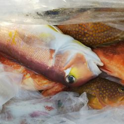 第二龍勢丸 釣果