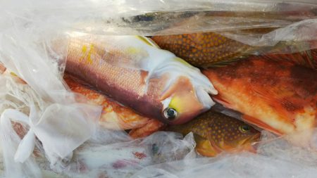 第二龍勢丸 釣果