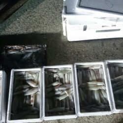 海龍丸(石川) 釣果