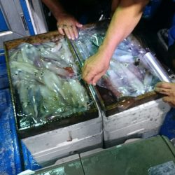 海龍丸(石川) 釣果