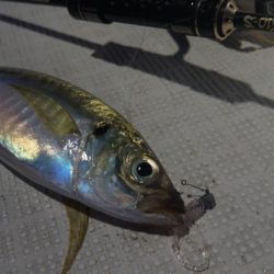 Chase（チェイス） 釣果