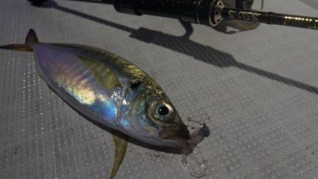 Chase（チェイス） 釣果