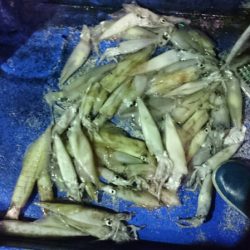 海龍丸（石川） 釣果