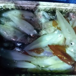 海龍丸（石川） 釣果