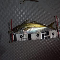 Chase（チェイス） 釣果