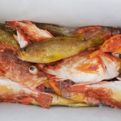 第二龍勢丸 釣果