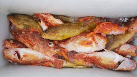 第二龍勢丸 釣果