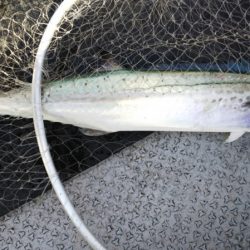 第二龍勢丸 釣果