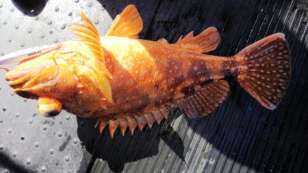 第二龍勢丸 釣果