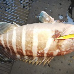 第二龍勢丸 釣果