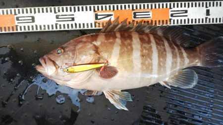 第二龍勢丸 釣果