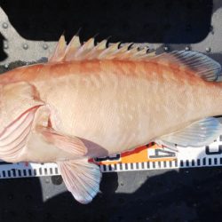 第二龍勢丸 釣果