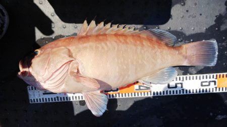 第二龍勢丸 釣果