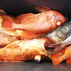 第二龍勢丸 釣果