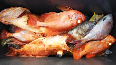 第二龍勢丸 釣果