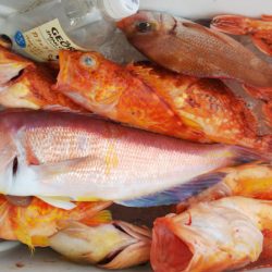 第二龍勢丸 釣果