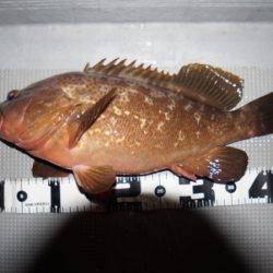 Chase（チェイス） 釣果