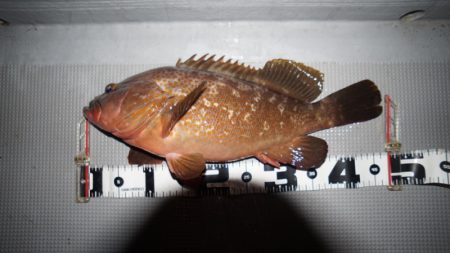 Chase（チェイス） 釣果