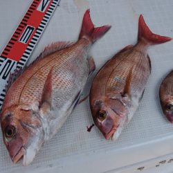 遊漁船 家入 釣果