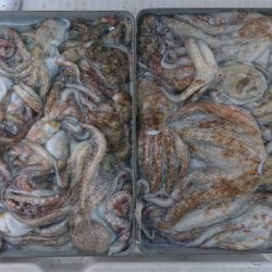 遊漁船 家入 釣果