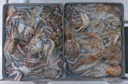 遊漁船 家入 釣果