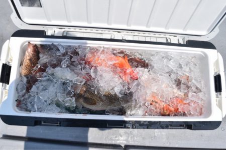 渡船屋たにぐち 釣果