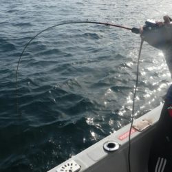 ブルースフィッシングサービス 釣果