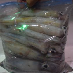 渡船屋たにぐち 釣果