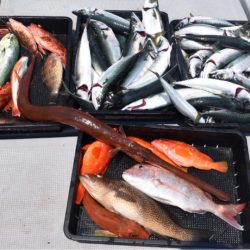 渡船屋たにぐち 釣果