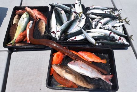 渡船屋たにぐち 釣果