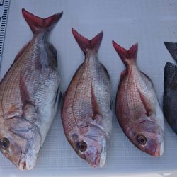 遊漁船 家入 釣果