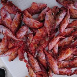 遊漁船 家入 釣果