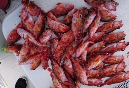 遊漁船 家入 釣果