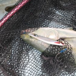 Monster Rush! 釣果