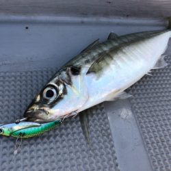 Chase（チェイス） 釣果