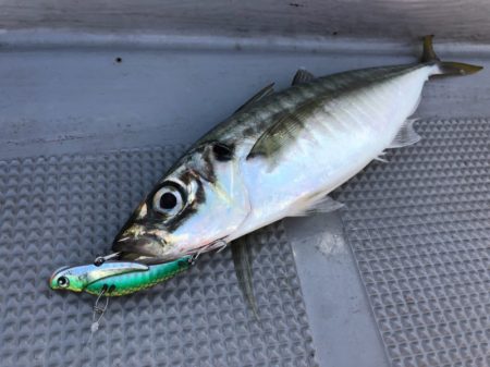 Chase（チェイス） 釣果