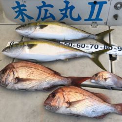 末広丸(熊本) 釣果