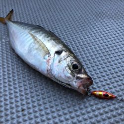 Chase（チェイス） 釣果