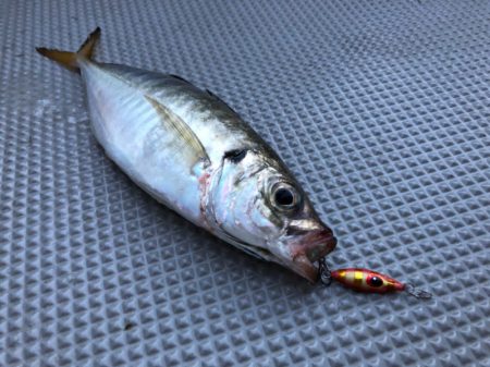 Chase（チェイス） 釣果