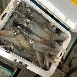 ＴＡＲＯＭＡＲＵ 釣果