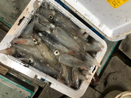 ＴＡＲＯＭＡＲＵ 釣果