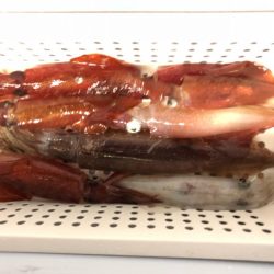 第二八坂丸 釣果