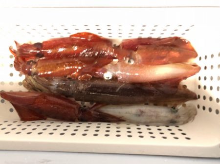 第二八坂丸 釣果