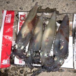 第二八坂丸 釣果